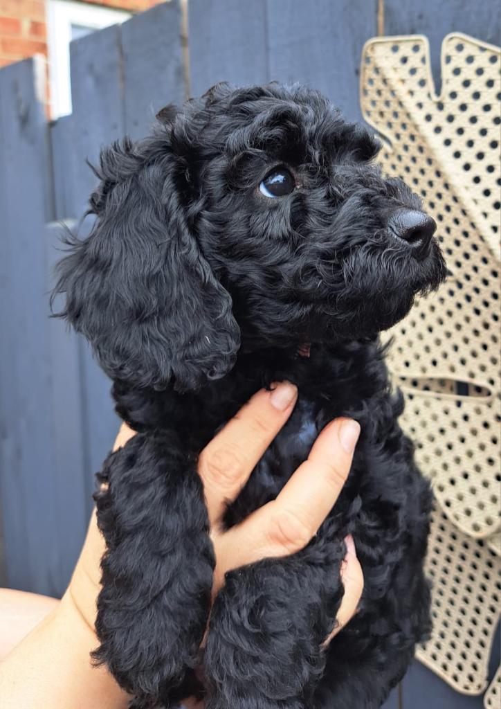 Cockapoo puppies