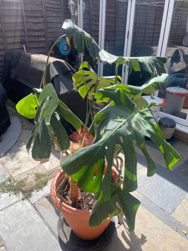 free used Large Monstera plants in a pot