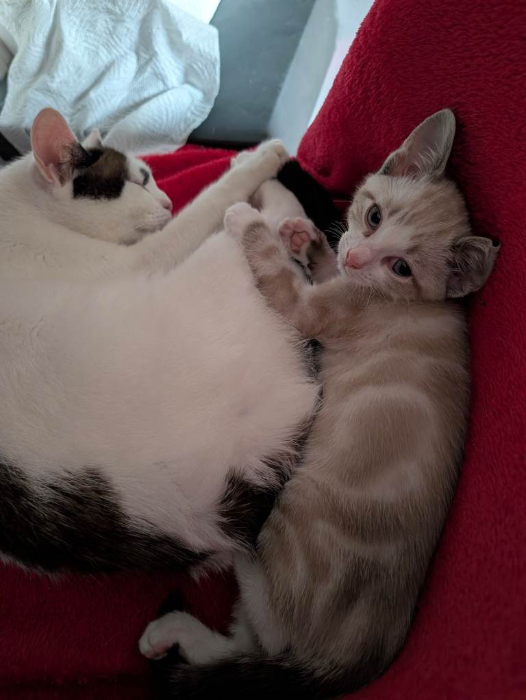 Adorable, cheerful and lovely little kitten