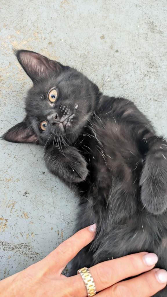 Last playful Black Male Left - desperate to find his home