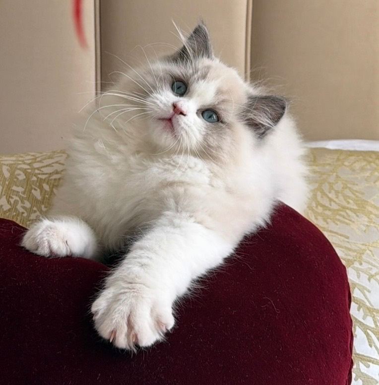 Blue Bi-Colour Ragdoll Male Kitten (12 wks old)