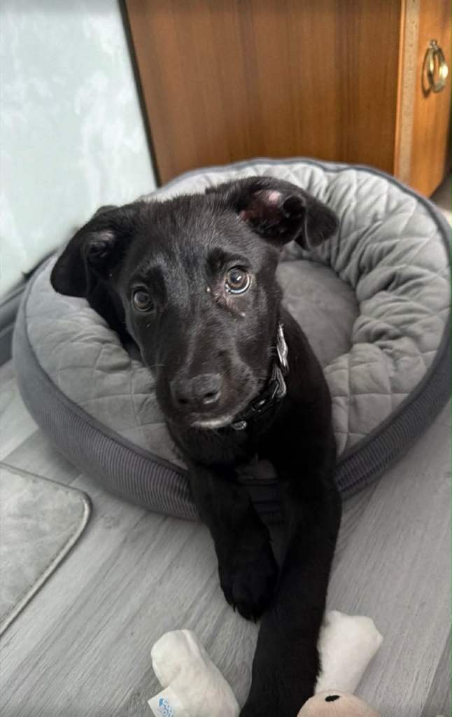 12 week old German Shepherd x Labrador Puppy