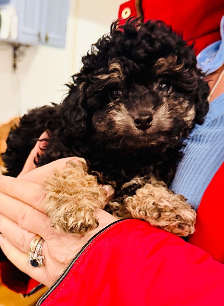 Stunning KC Phantom Toy Poodle