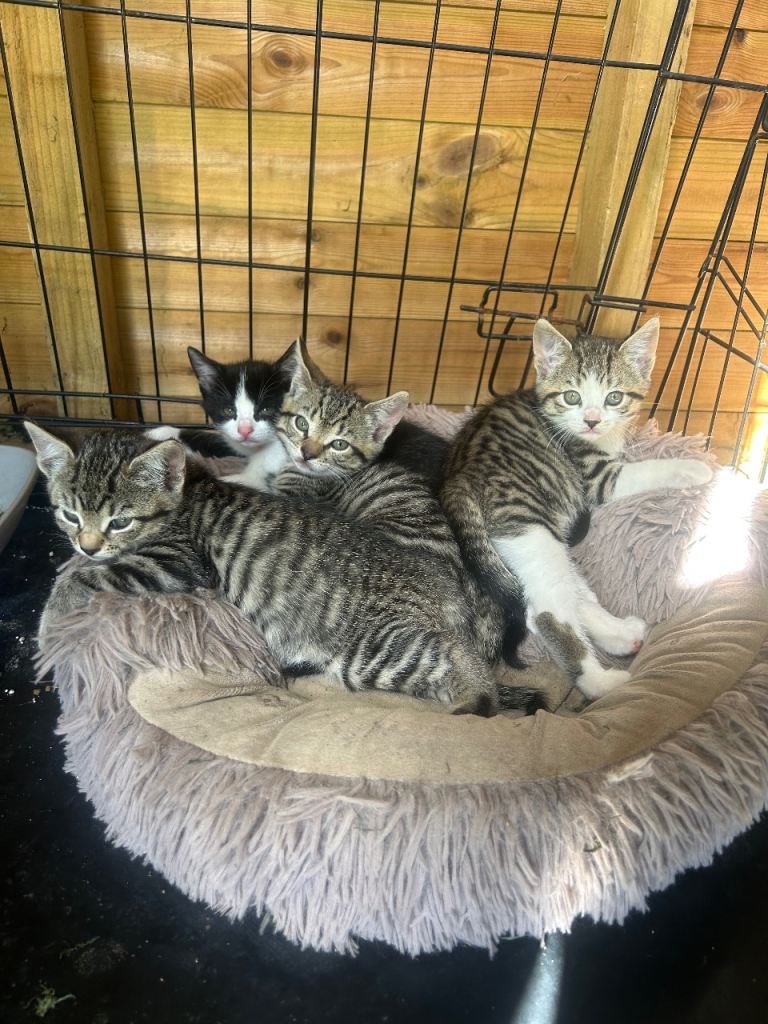 Kittens for sale 