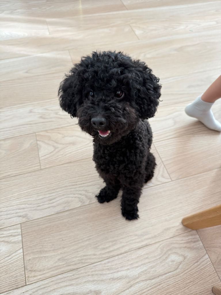 Male toy poodle for sale