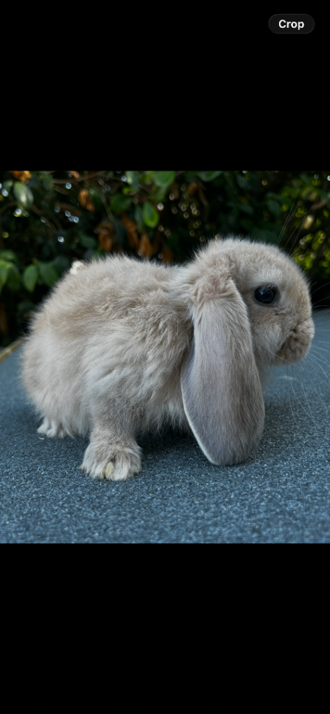 One baby left - Pure Bred French Lop Rabbits 