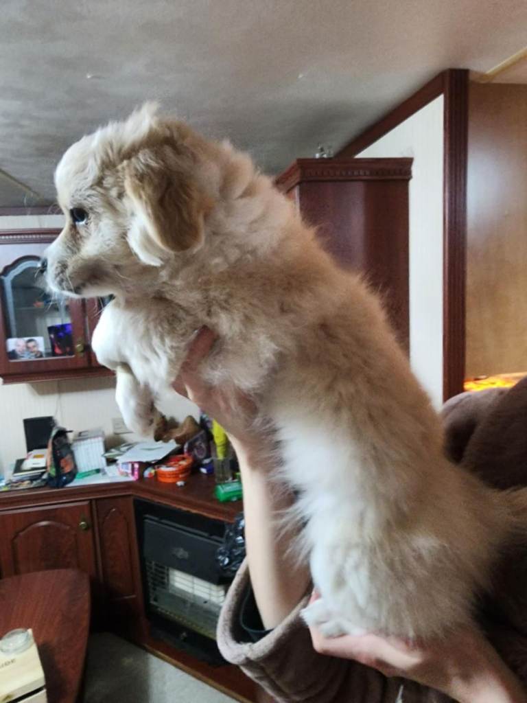 Furry puppies looking for new home 