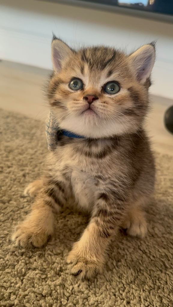 BSH GCCF registered chunky bear golden shaded