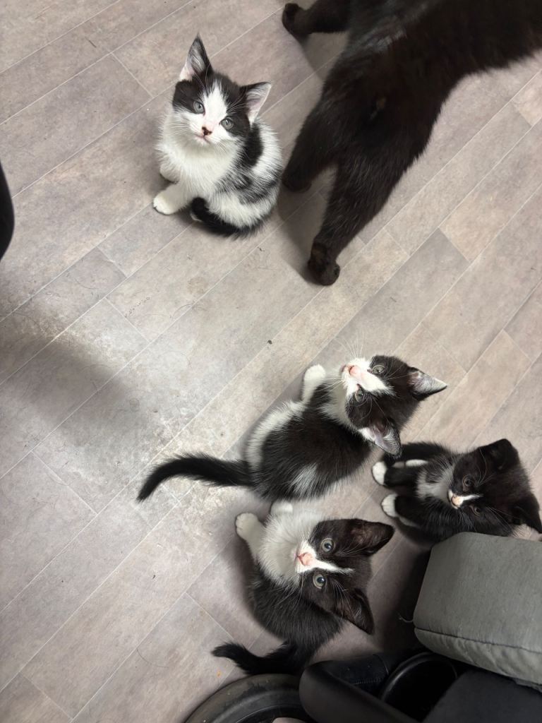 Black and White kittens ready to go 