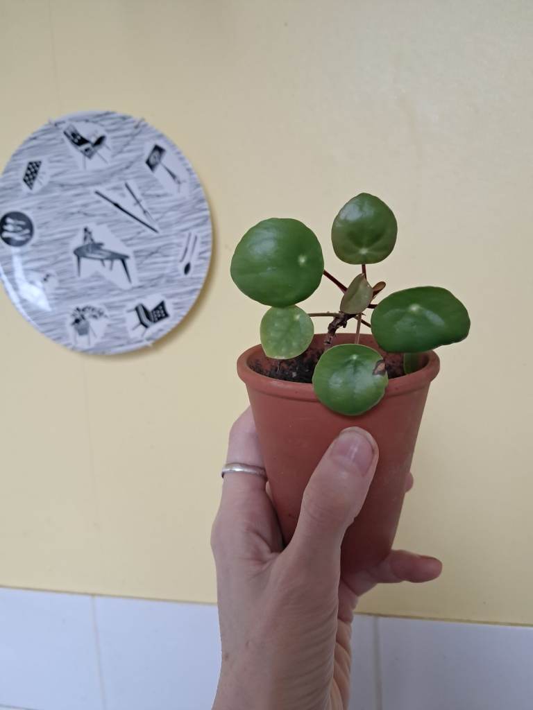 Small Pilea Plant in Terracotta Pot – Healthy & Green