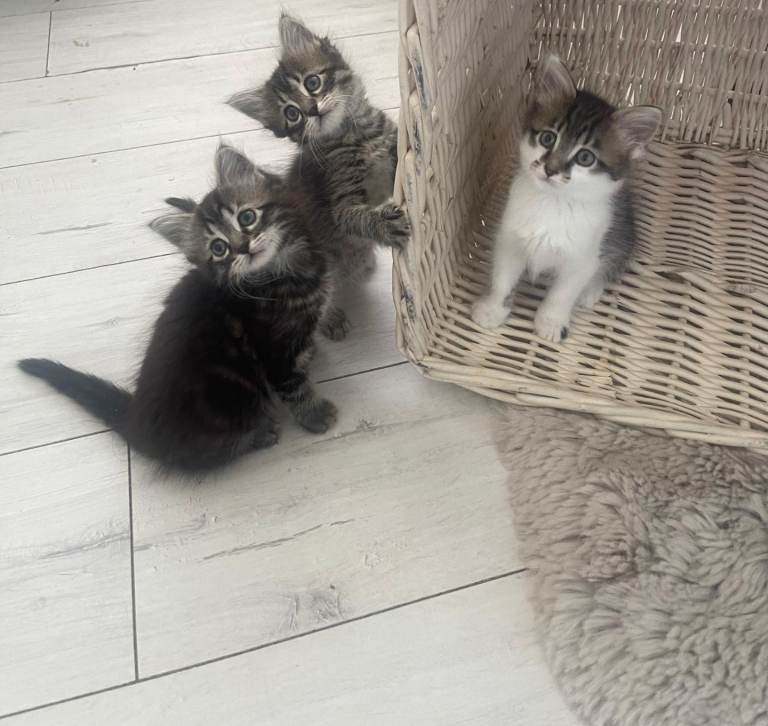Kittens for sale ready for their new owners 