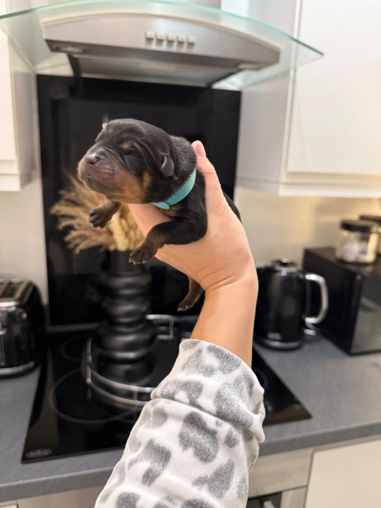 Chunky Rottweiler puppies 