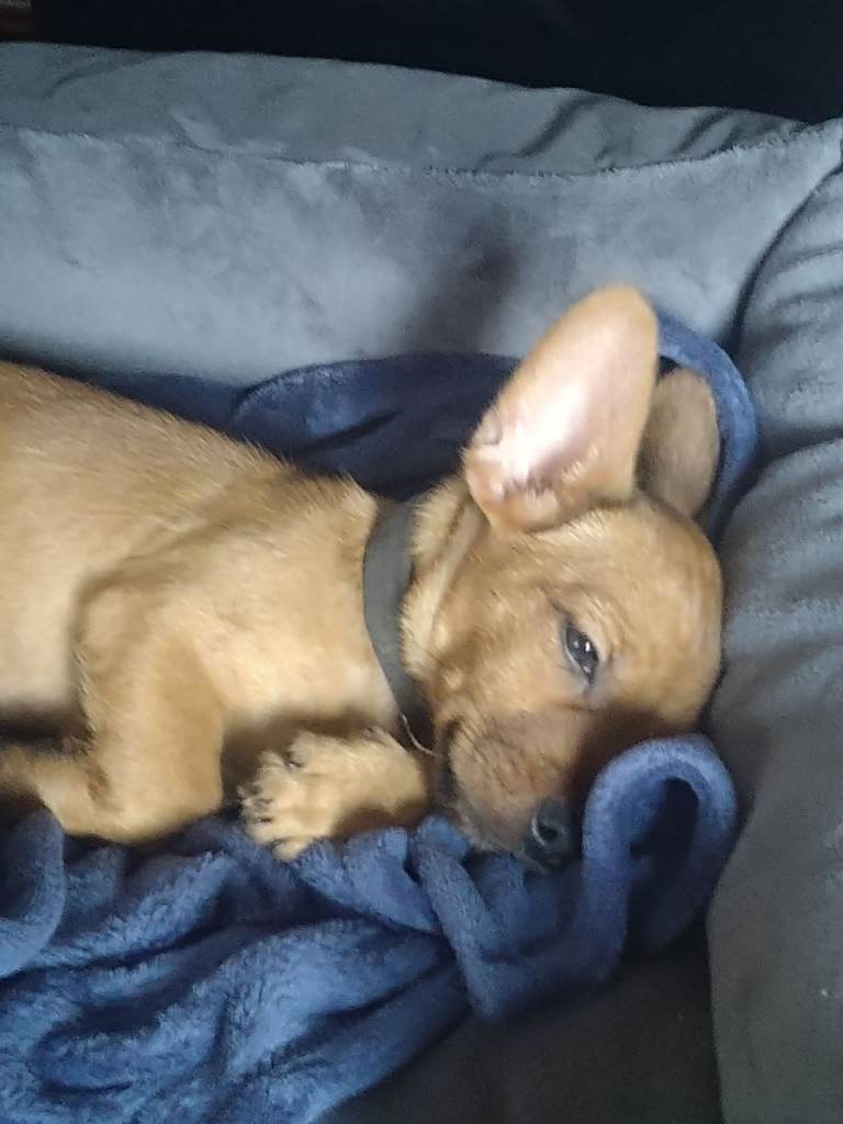 French bulldog Jack Russell cross