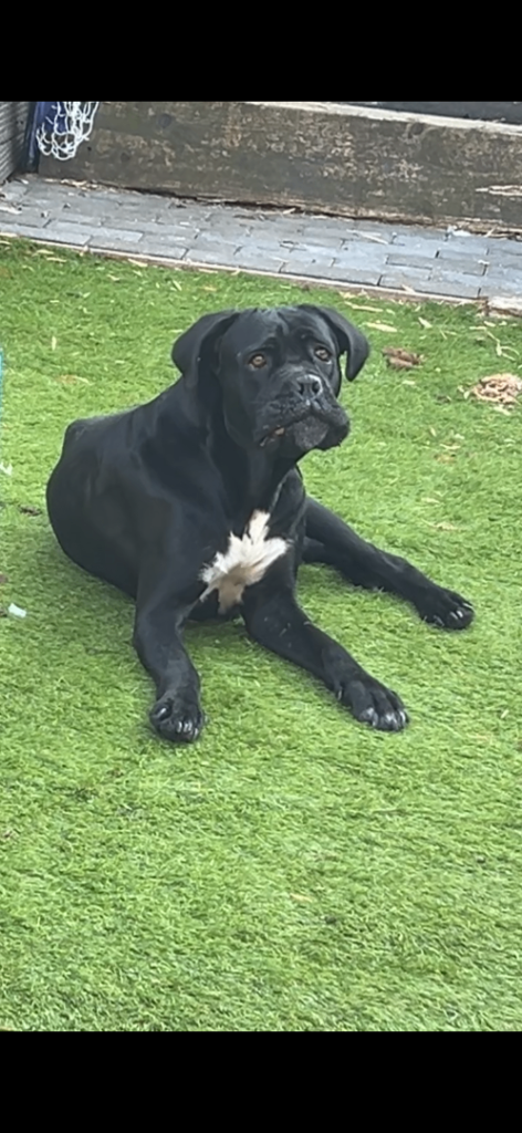 cane corso pups