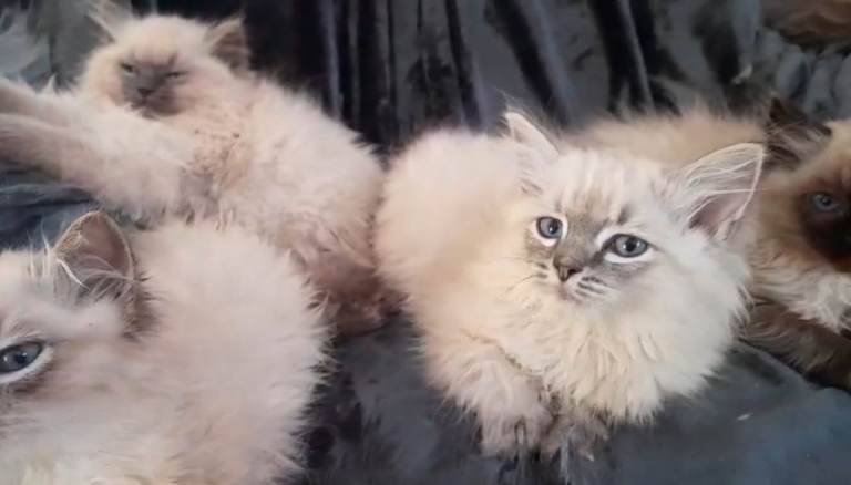 Gorgeous Ragdoll kittens ready to leave 24th December. Both parents Pedigrees