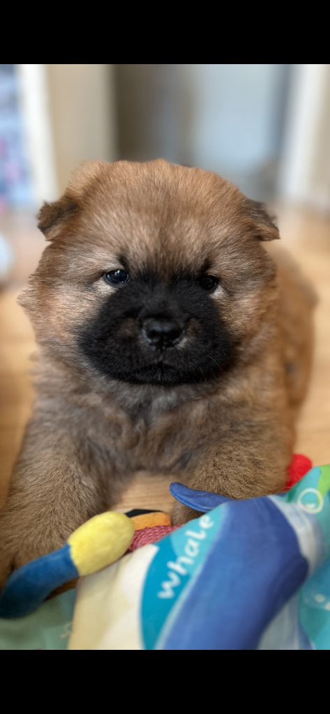 2 Chow chows both male 