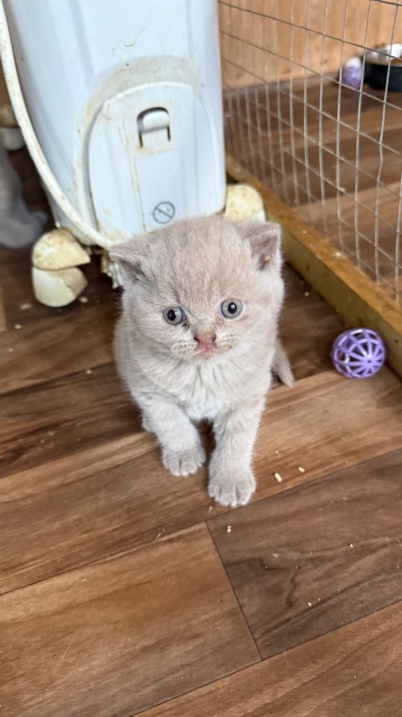 I have pure BSH kittens available first week of October 