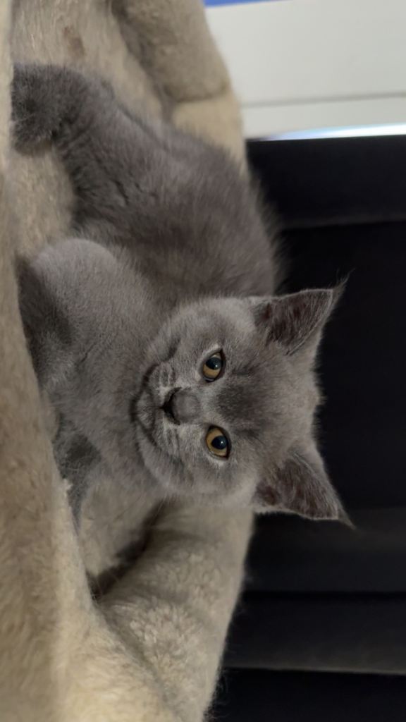 British shorthair kittens 
