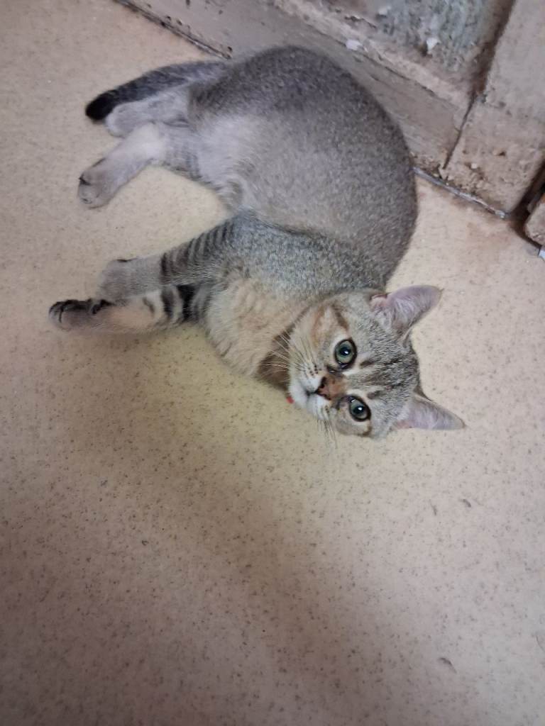  Gorgeous male Chinchilla British Shorthair