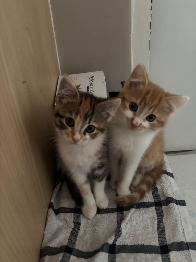 Cute kittens for sale! **ALL NOW SOLD **