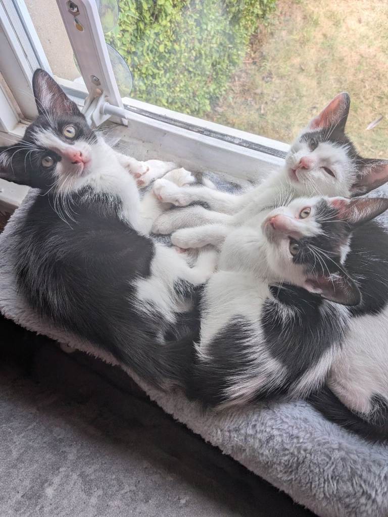 Cute kittens looking for a new home 