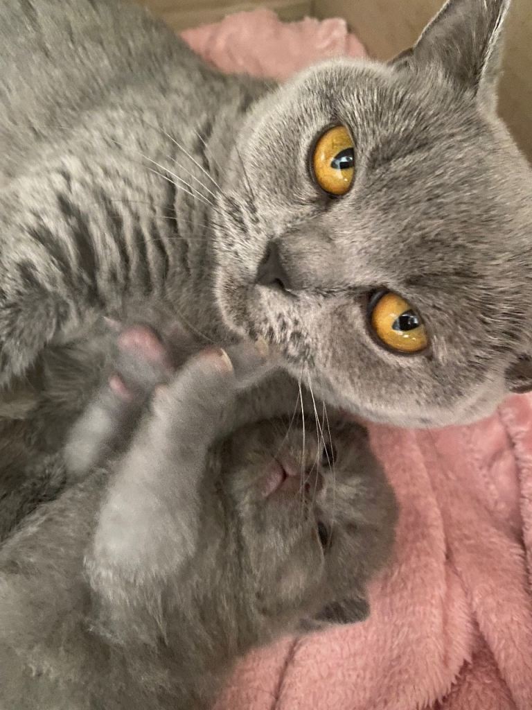 British Shorthair Blue female ( not neutered) 