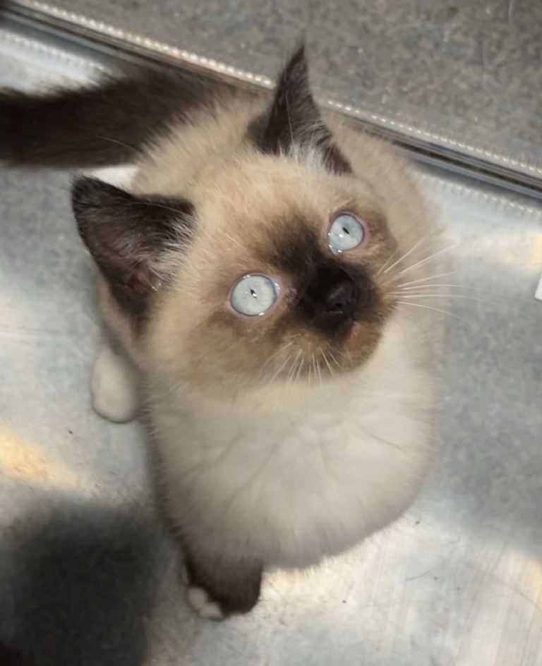 British shorthair kittens TICA Active Registered