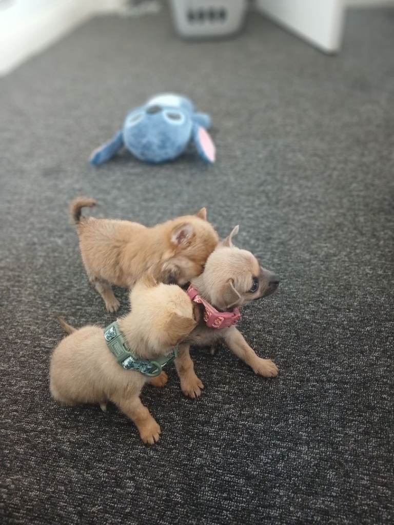 Chihuahua puppies 