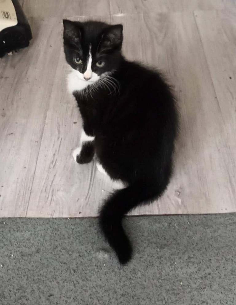 Female kittens for sale  £45. Lutterworth 