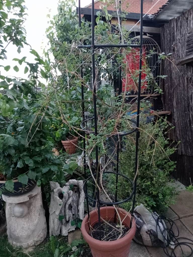 Established Bamboo Plant in Pot – Good Condition