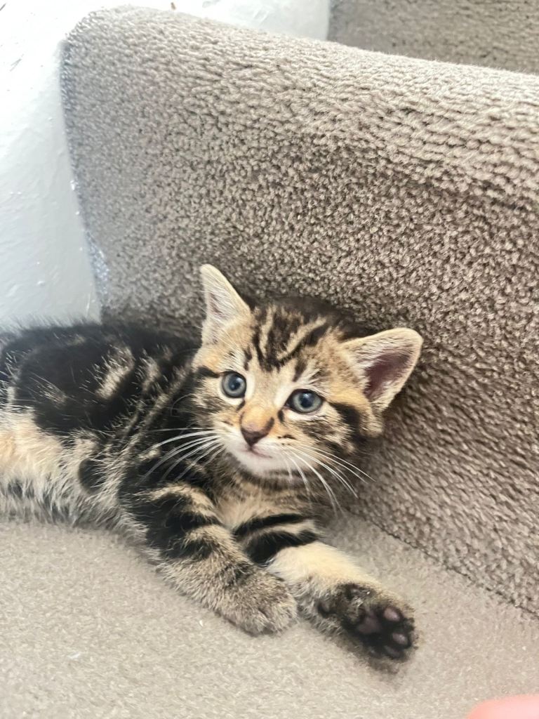 Kittens 