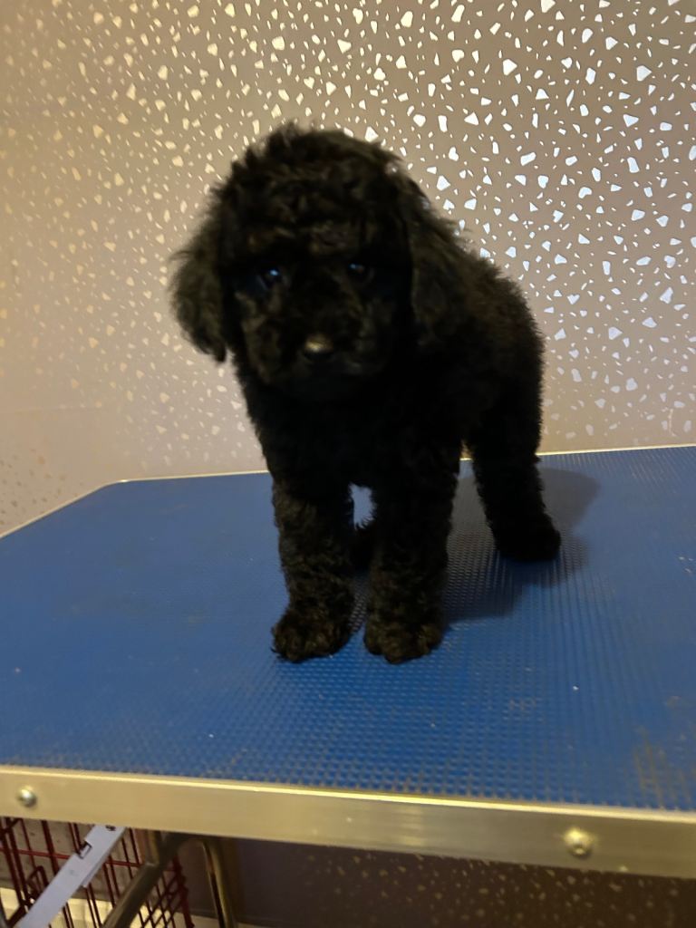 REDUCED LAST KC TOY POODLE GIRL