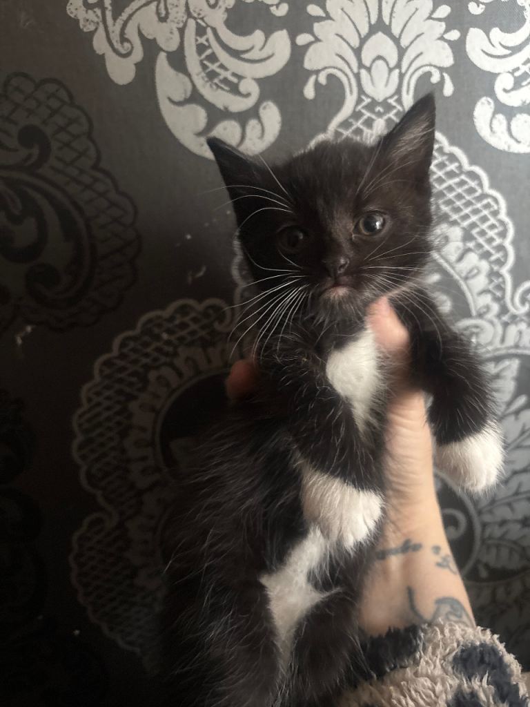 3 kittens available 