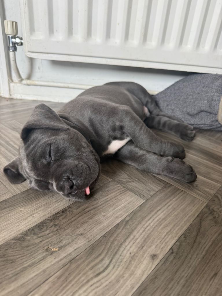 💙Ready now💙 Cane corse and mastiff 
