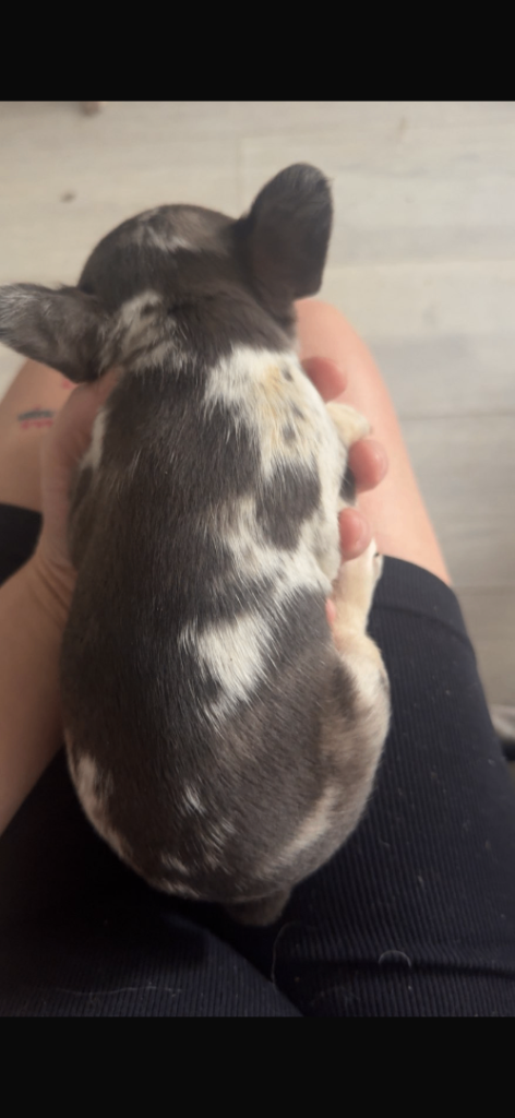 french bulldogs 