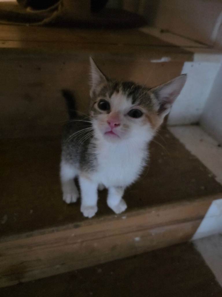 1 adorable kitten