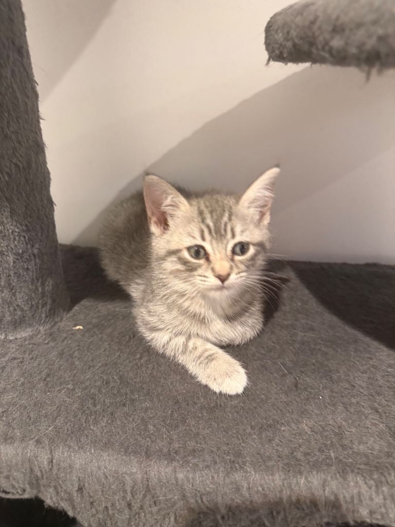 Kitten