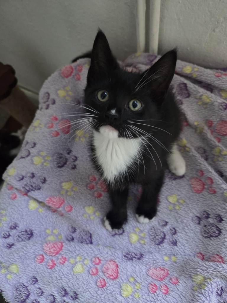 2 Beautiful Female Kittens – Ready Now, Vet Checked & Litter Trained £120 Each in Exeter