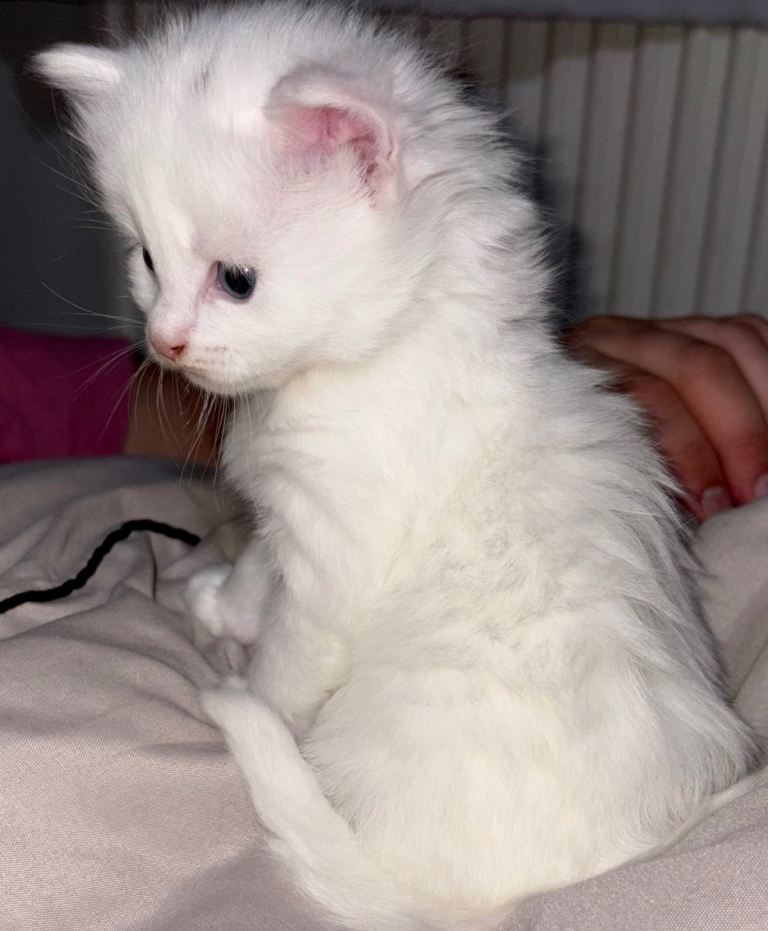 Ragdoll cross kitten 