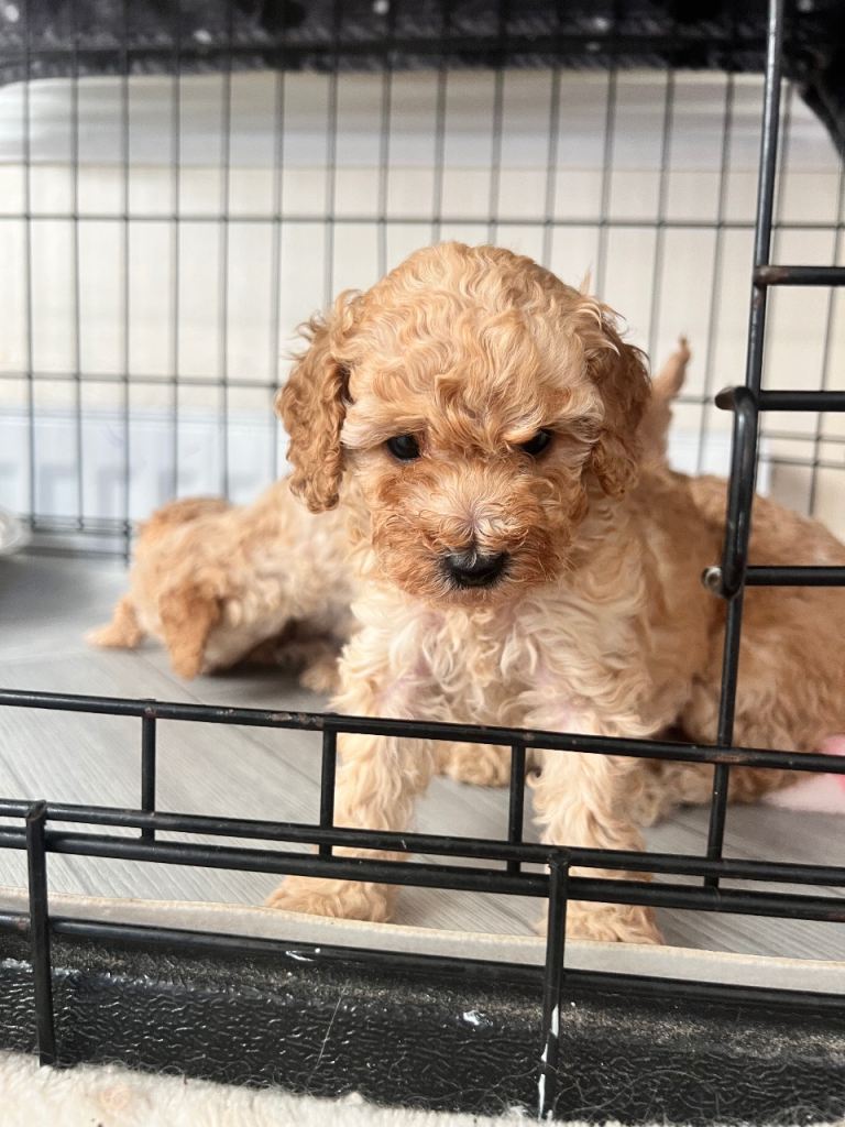 Beautiful Toy Poodle Puppies – 3 Apricot Girls & 1 Apricot Boy – Ready 23rd July