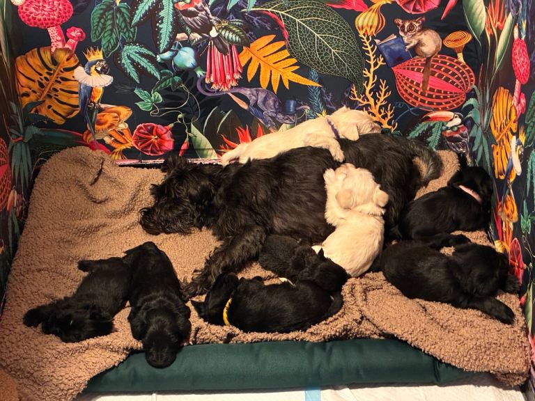 Gorgeous Miniature Schnauzer puppies looking for their forever home