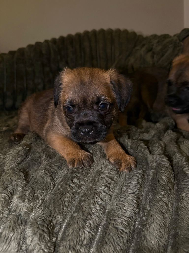Gorgeous Pure Border Terrier Puppies