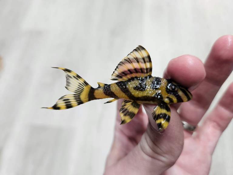 L333 AA highest grade Plecos. 
