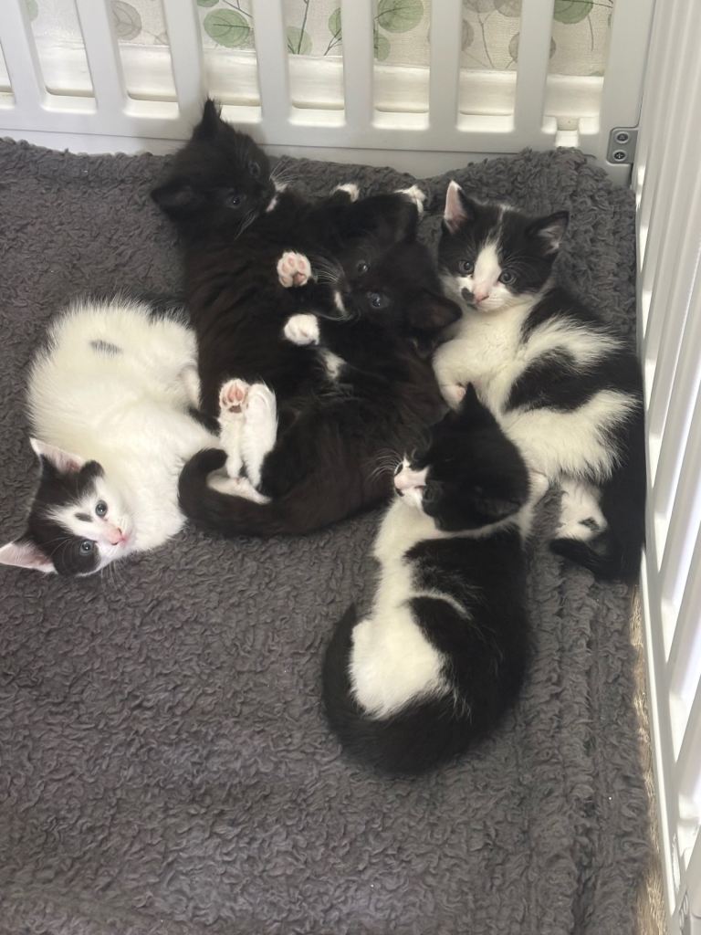 Kittens for sale