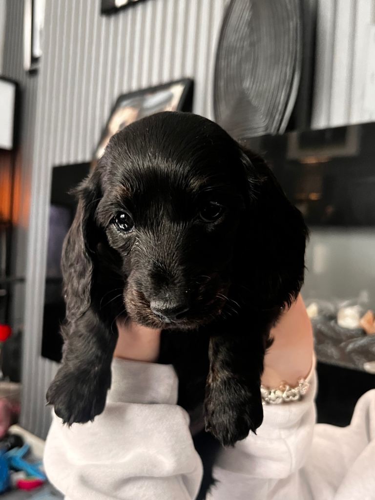 Miniature longhaired dachshund pups