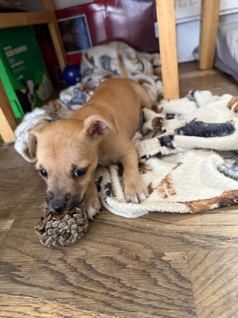 Chihuahuas and Yorkshire terrier mix