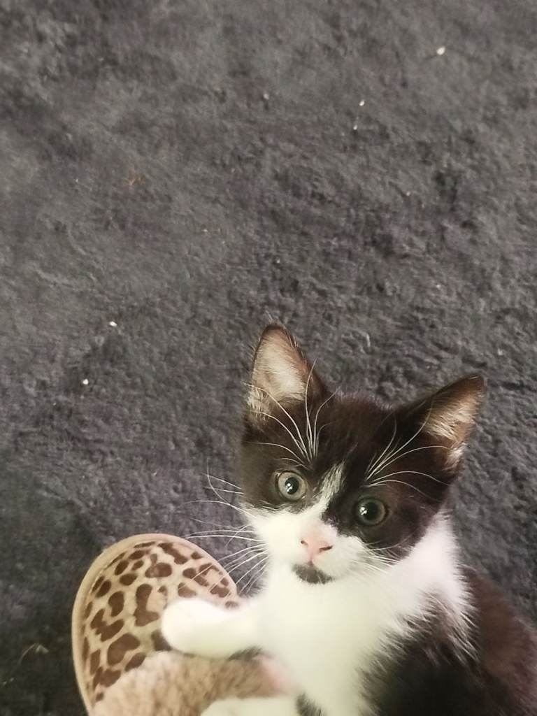 Kittens ready to go today