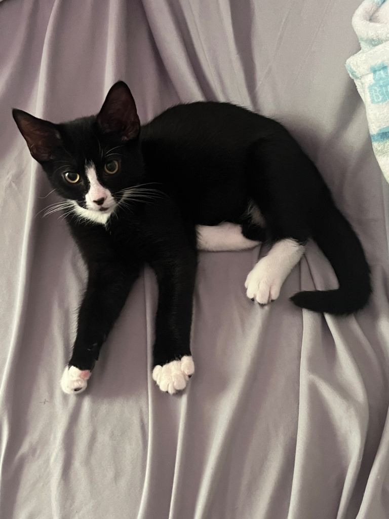 Black and white kitty 
