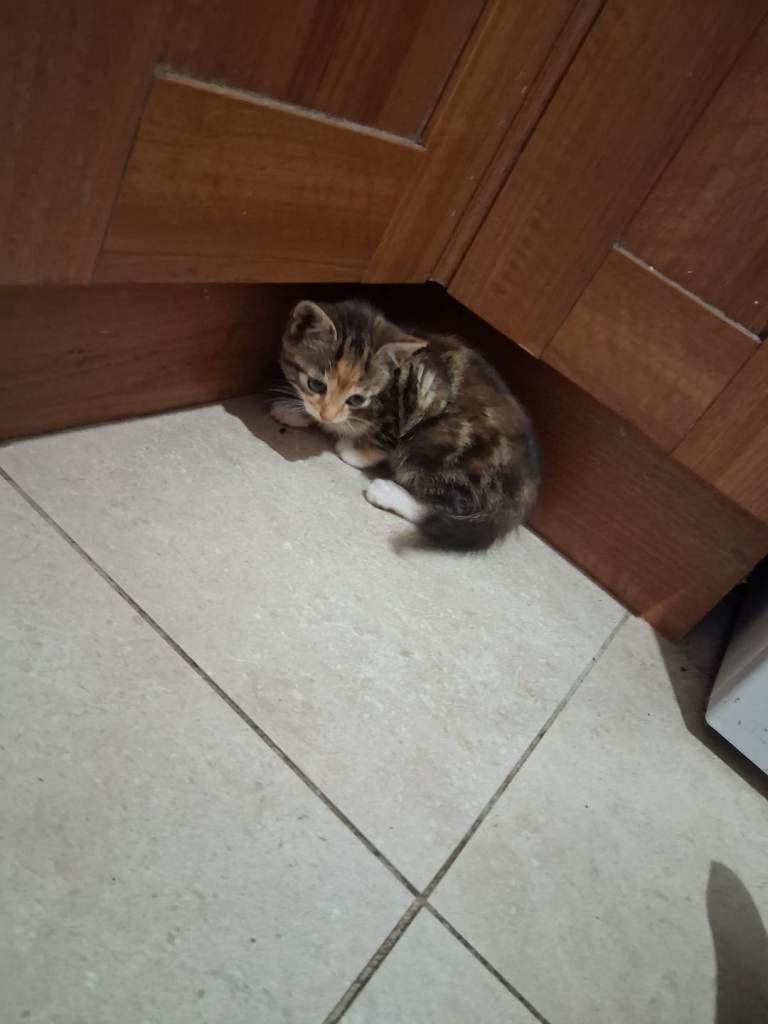 Kittens for sale