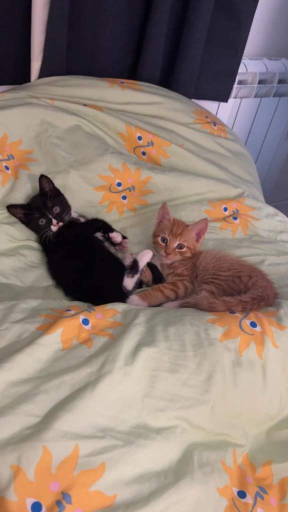Kittens